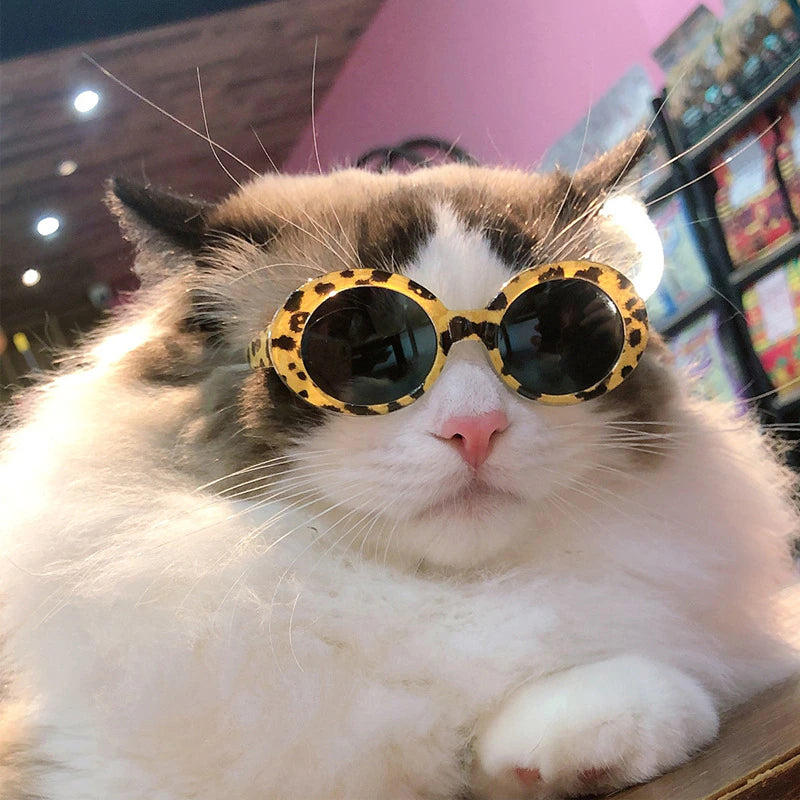 Cool Cat Sunglasses - Madison's Mutt Mall