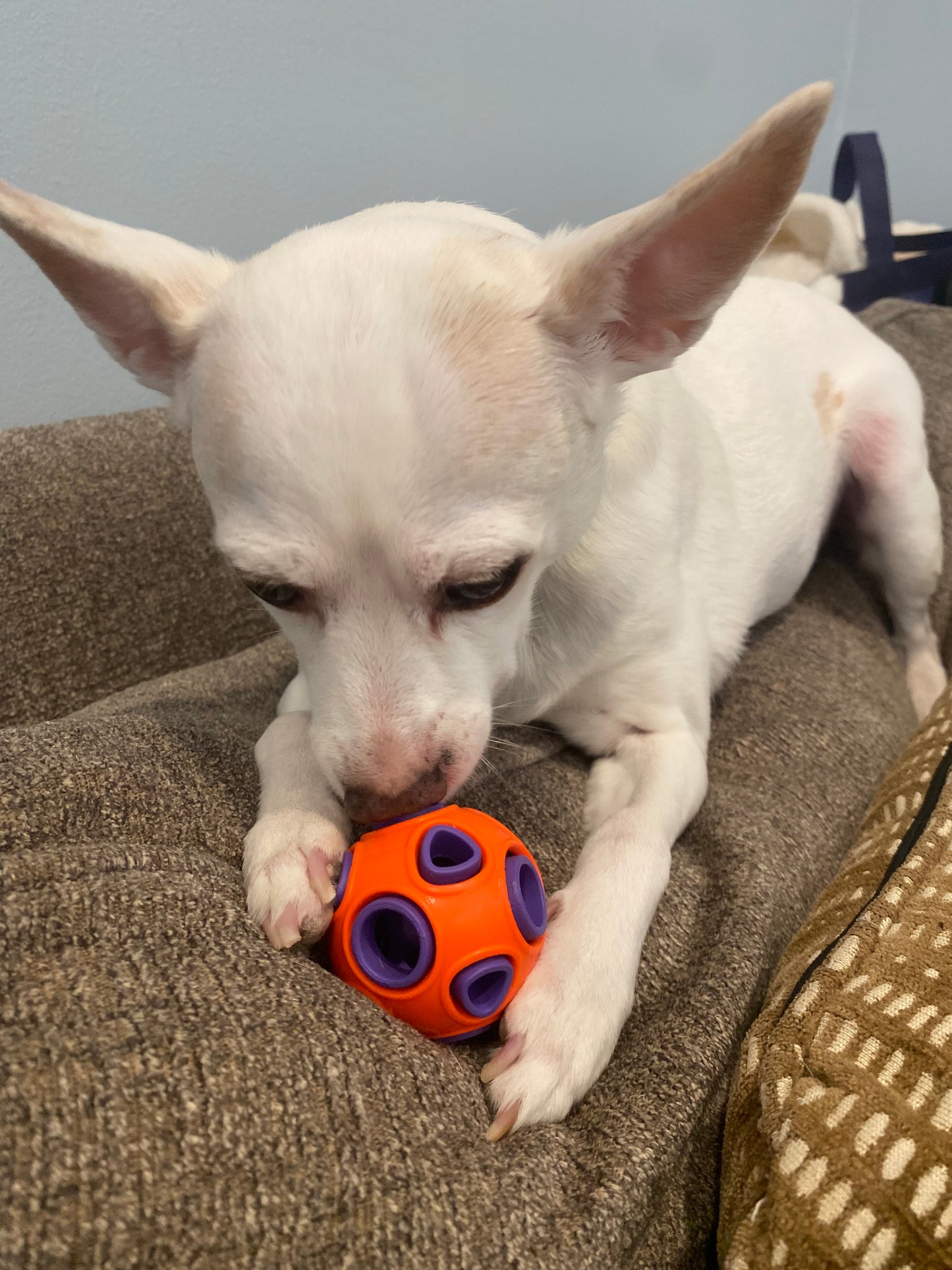 Interactive Dog Ball Chew Toy - Madison's Mutt Mall