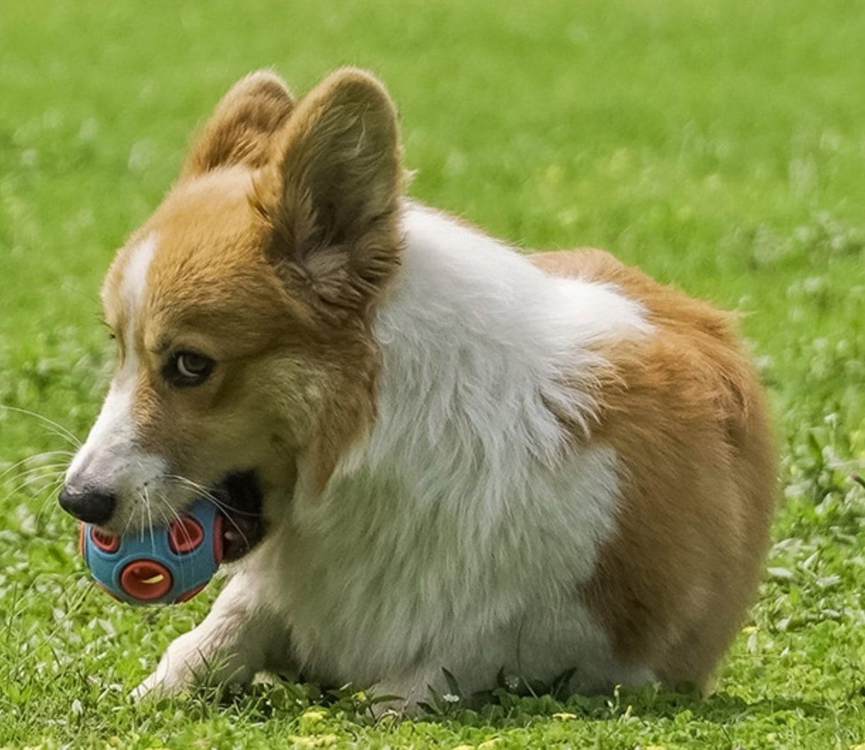 Interactive Ball Dog Chew Toy - Madison's Mutt Mall