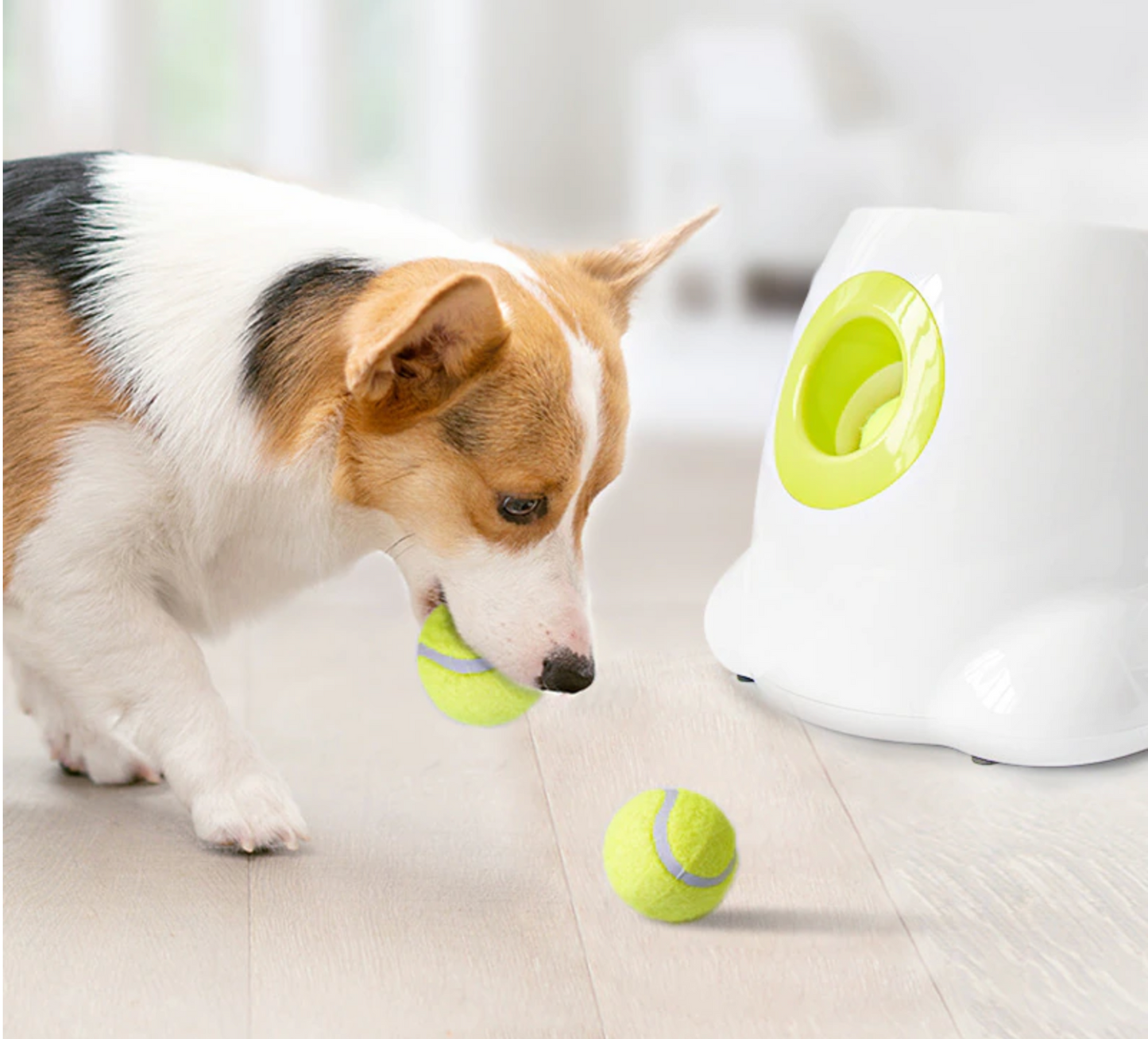 Automatic Dog Ball Launcher - Madison's Mutt Mall