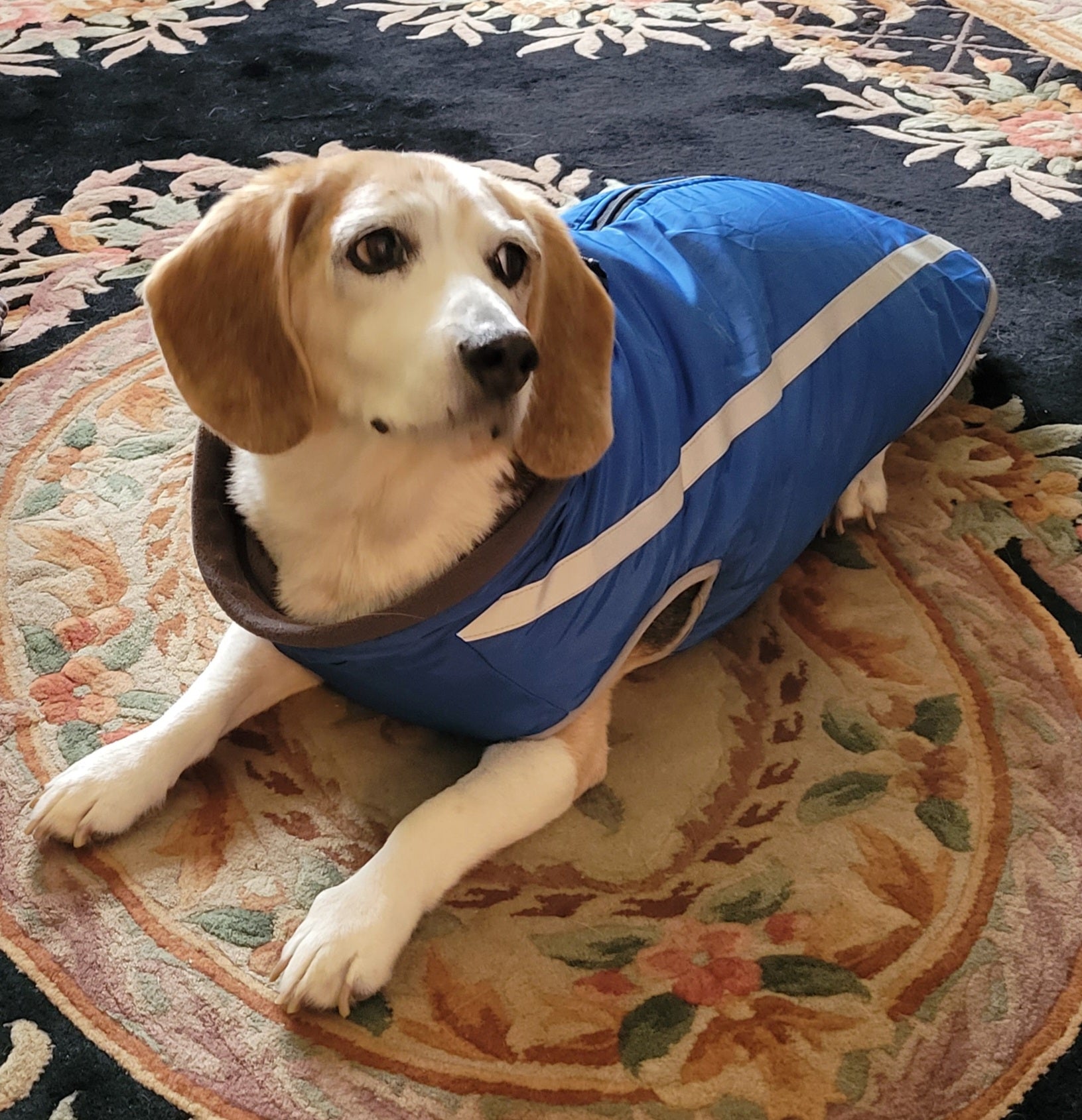 Waterproof Dog Vest/Jacket - Madison's Mutt Mall