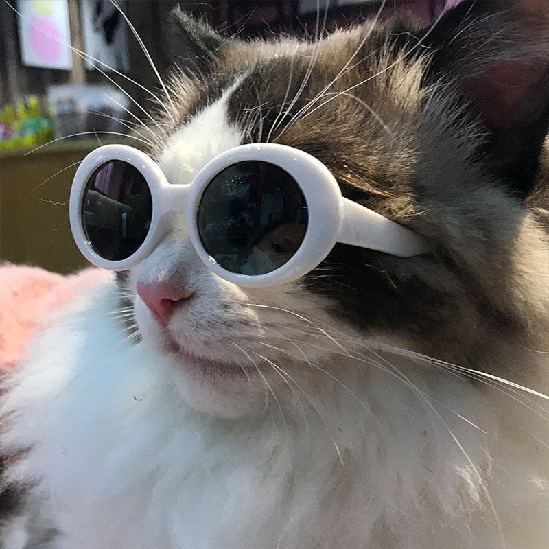 White cat 2024 with sunglasses