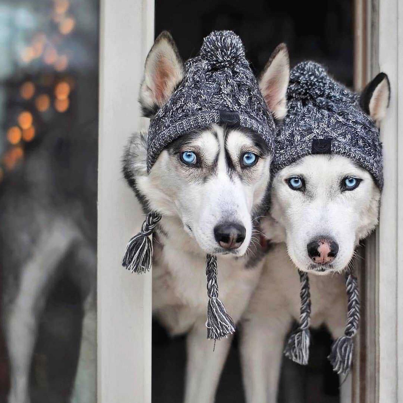 Warm Winter Knit Dog Hat - Madison's Mutt Mall