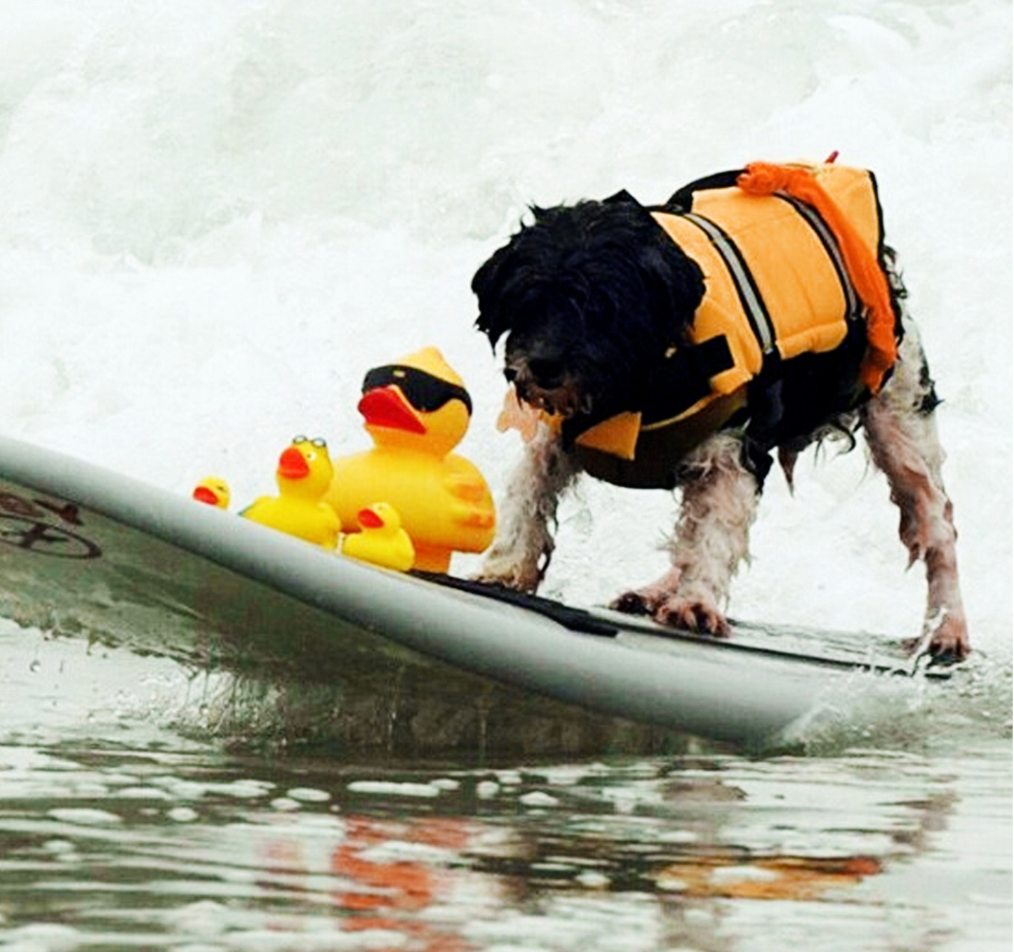 Dog Life Vest/Jacket - Madison's Mutt Mall