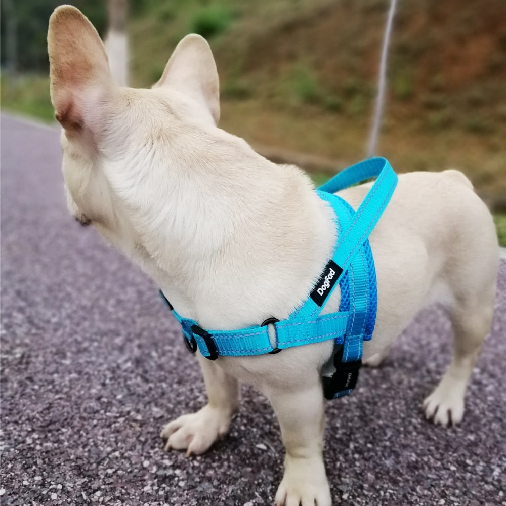 Pet Life Houndsome Adjustable Plaid Designer Dog Harness and Leash