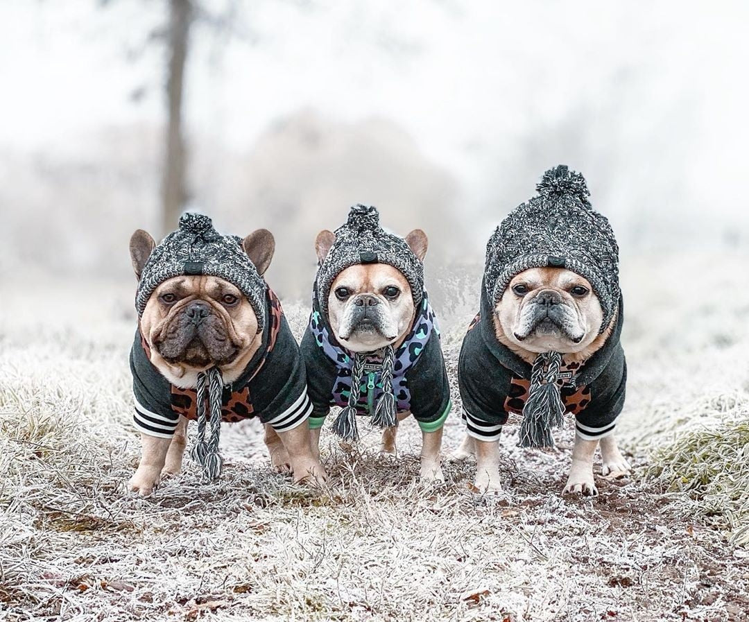 Warm Winter Knit Dog Hat - Madison's Mutt Mall