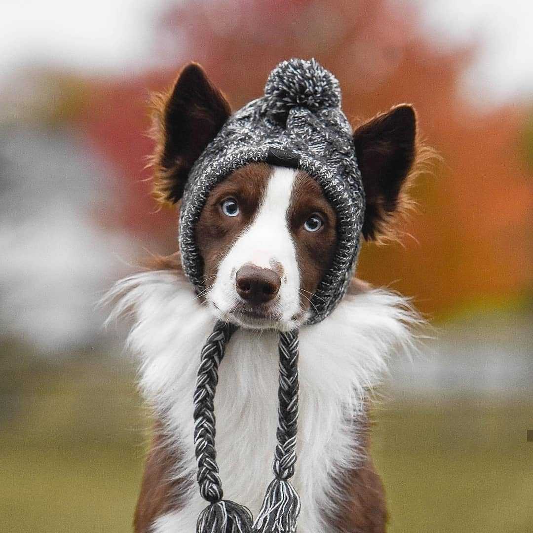 Warm Winter Knit Dog Hat - Madison's Mutt Mall