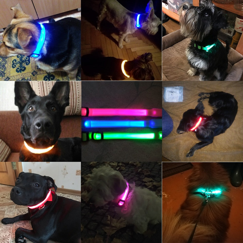 USB Charging Led Dog Collar - Madison's Mutt Mall